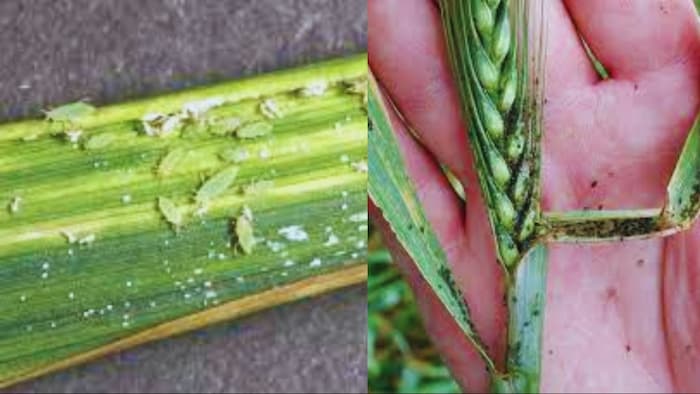 गेहूं और जौ का सबसे बड़ा दुश्मन है चेपा कीट