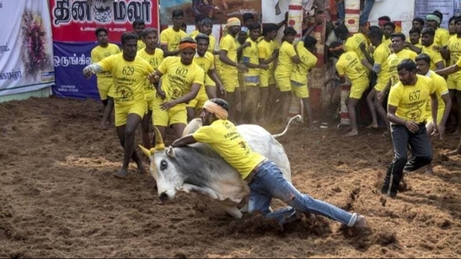 Jallikattu Event: क्या है जल्लीकट्टू की सांड दौड़ जिसने तमिलनाडु में तीन लोगों की जान ले ली