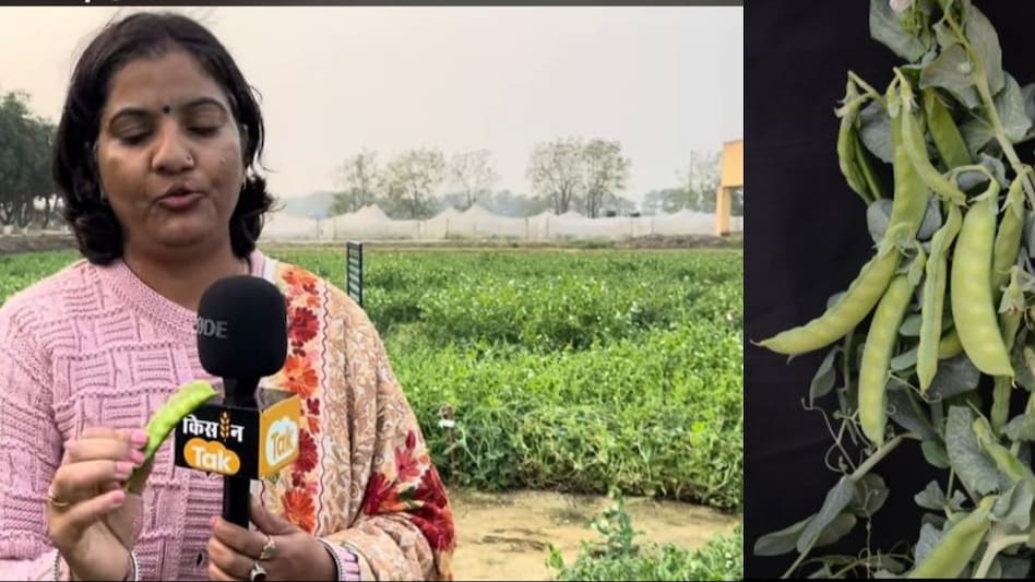 Edible Pea: कमाल की है ये किस्म, अब मटर के दानें के साथ छिलका भी खा जाइए, मिलेंगे भरपूर फायदे Edible Pea: कमाल की है ये किस्म, अब मटर के दानें के साथ छिलका भी खा जाइए, मिलेंगे भरपूर फायदे