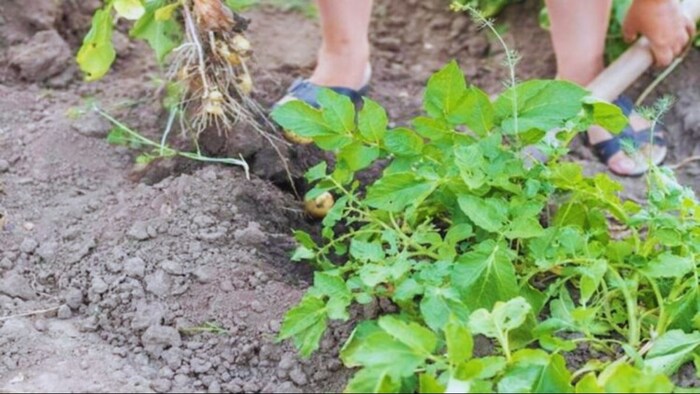 आलू-सरसों पर अभी कीटों का हो सकता है प्रकोप