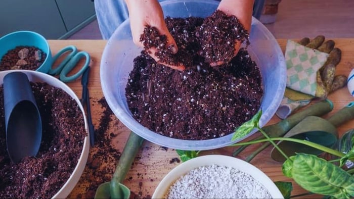 घर में बनाएं सरसों खली का पानी और फसलों में डालें