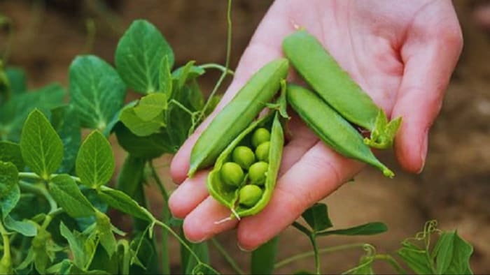 मटर का दाना बढ़ाने के लिए फसल पर करें इस दवा का प्रयोग