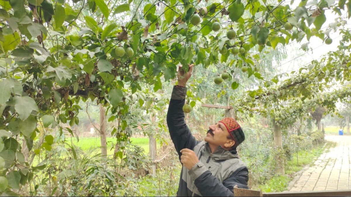 Haryana News: 50 हजार रुपये की नौकरी छोड़ शुरू की बागवानी, अब सालाना है 50 लाख रुपये की इनकम