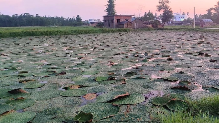 Makhana Farming