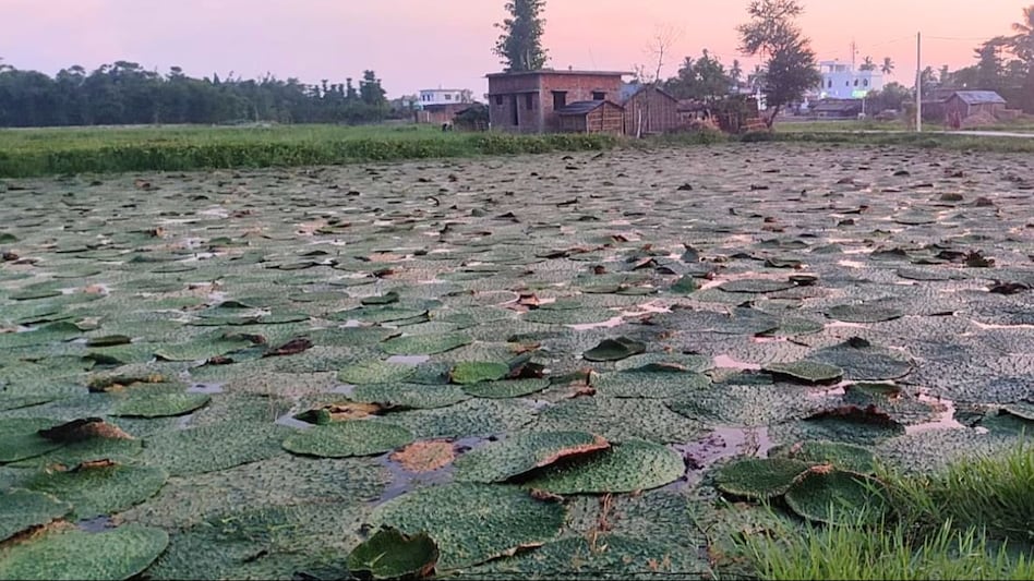 Makhana farming in Bihar: तालाब में नहीं, अब धान के खेत में करें मखाने की खेती, कुछ महीनों में तैयार होगी फसल Makhana farming in Bihar: तालाब में नहीं, अब धान के खेत में करें मखाने की खेती, कुछ महीनों में तैयार होगी फसल