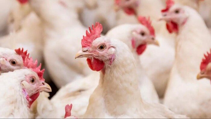 मुर्गों लूटने का वीडियो सोशल मीडिया में तेजी से वायरल हो रहा है. (File photo)