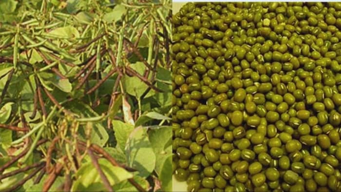 धान की पैदावार बढ़ा देती है मूंग की हरी खाद