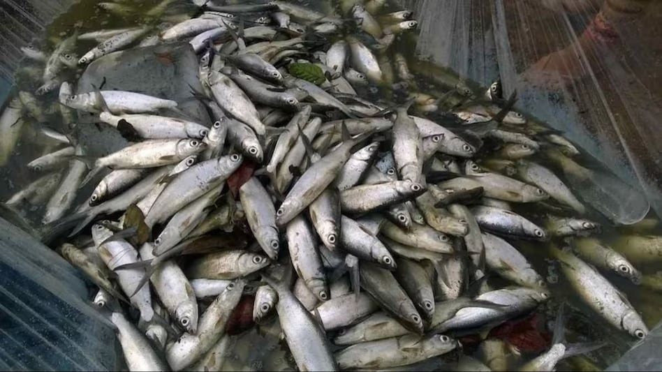 इस खास तरीके से मछलियों को दें भोजन, कुछ ही दिनों में बढ़ जाएगा वजन - Fish farming fish food benefits of fish farming -