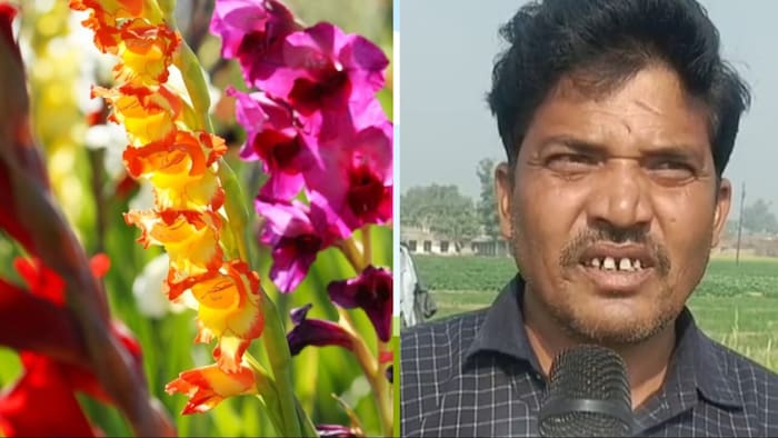 ग्लेडियोलस फूलों के पौधे 60-70 दिनों में तैयार हो जाते हैं.