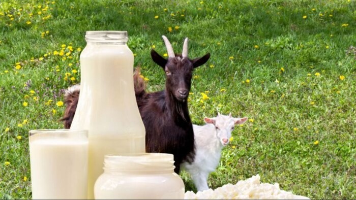 बकरी के दूध के फायदे