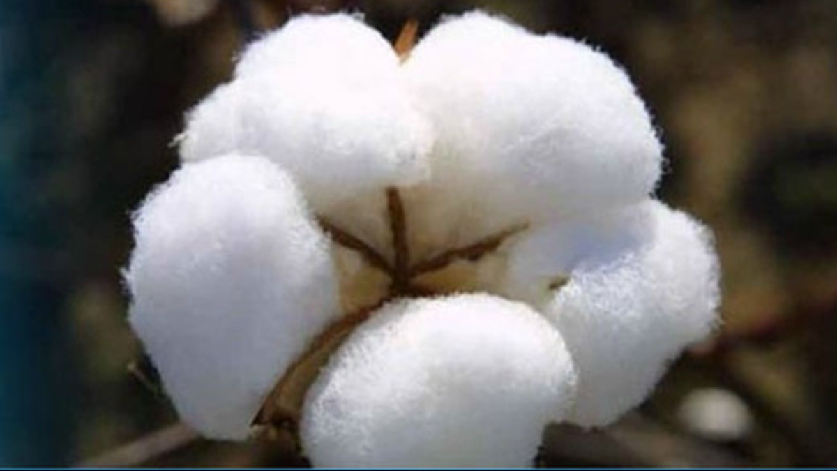 Punjab News: कॉटन कॉरपोरेशन ने कपास के अच्छे दाम के नाम पर धोखा दिया, किसानों का आरोप