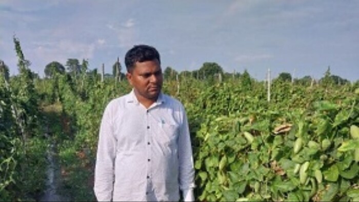 परवल की खेती कर कमा रहे लाखों का मुनाफा