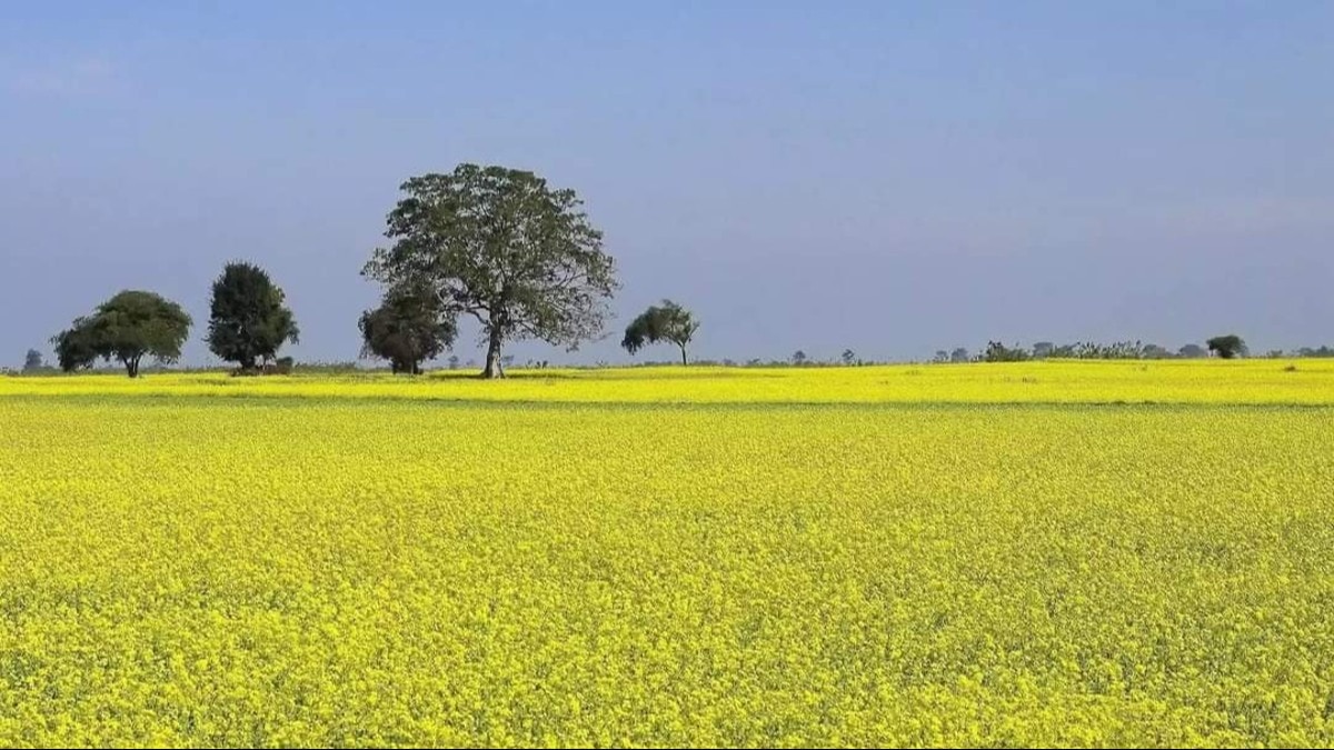 खाद्य तेलों पर बढ़ती व‍िदेशी न‍िर्भरता के बीच बना सरसों की बुवाई का र‍िकॉर्ड, पहली बार खेती 100 लाख हेक्टेयर के पार 