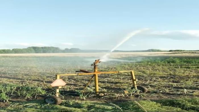 कितनी बार करनी चाहिए गेहूं में सिंचाई