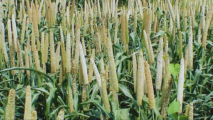 भारत में बाजरा का सबसे बड़ा उत्पादक राज्य कौन सा है?