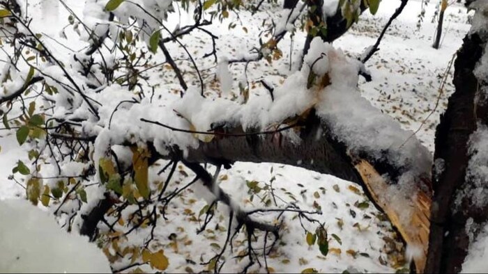 शिमला में बर्फबारी से किसान खुश. (सांकेतिक फोटो)