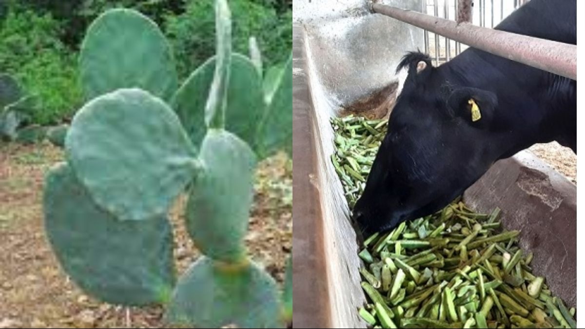 कैक्टस सुखे एरिया के लिए बेहतर हरा चारा ,फोटा सभार - बीएफ पूणे