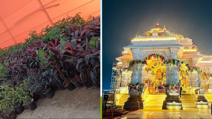 राम मंदिर प्रांगण में 56 प्रजाति के पौधे लगाए जा रहे हैं.