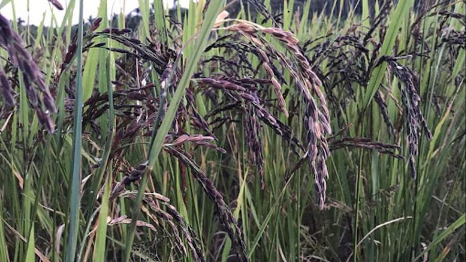 Kala Namak: काला नमक चावल उगाने वाले किसानों की बदलेगी किस्मत, बुद्धा राइस को विशिष्ट दर्जा मिलेगा? Kala Namak: काला नमक चावल उगाने वाले किसानों की बदलेगी किस्मत, बुद्धा राइस को विशिष्ट दर्जा मिलेगा?