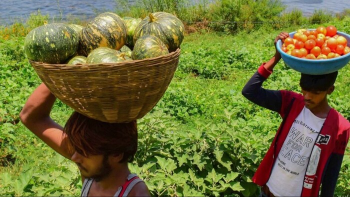 चावल-गेहूं और डेयरी प्रोडक्ट एक्सपोर्ट में कमी आई