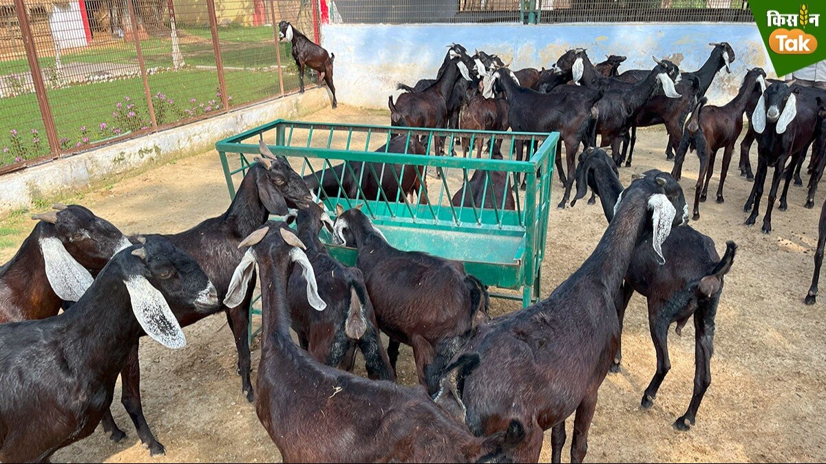 Goat Farming: रेडियो पाठशाला सिखाएगी कैसे करें वैज्ञानिक बकरी पालन, चार स्टेशन करेंगे प्रसारित 