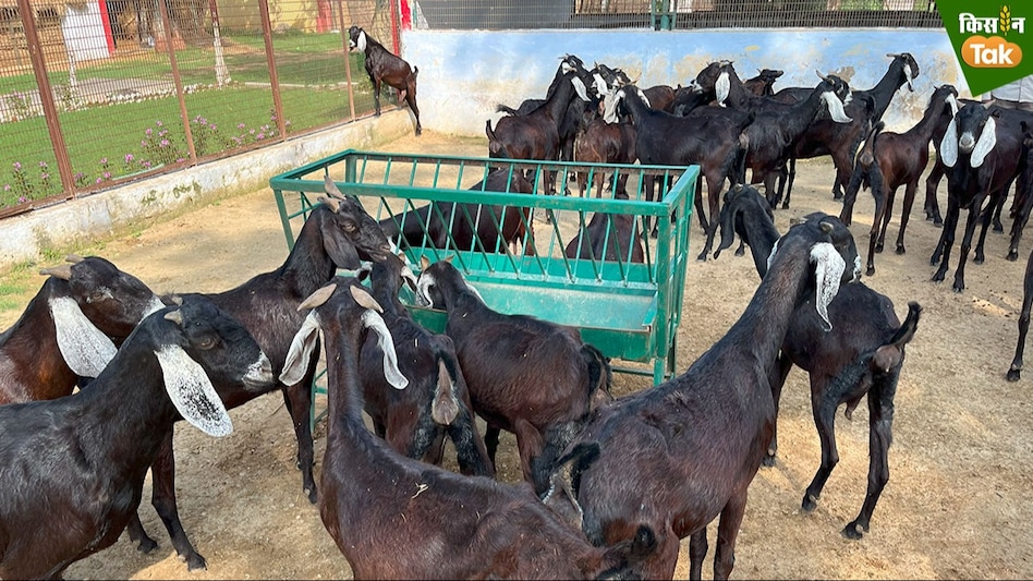 Goat Farming: रेडियो पाठशाला सिखाएगी कैसे करें वैज्ञानिक बकरी पालन, चार स्टेशन करेंगे प्रसारित  Goat Farming: रेडियो पाठशाला सिखाएगी कैसे करें वैज्ञानिक बकरी पालन, चार स्टेशन करेंगे प्रसारित