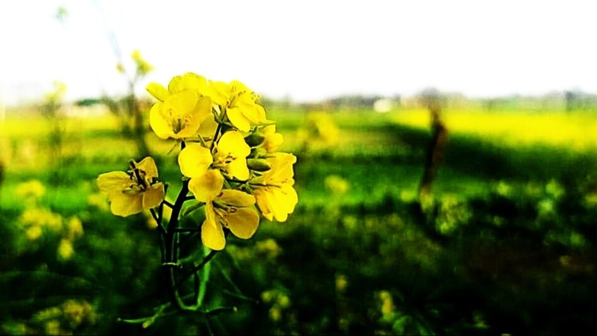 दस मिलियन हेक्टेयर से अधिक हुआ सरसों का रकबा.