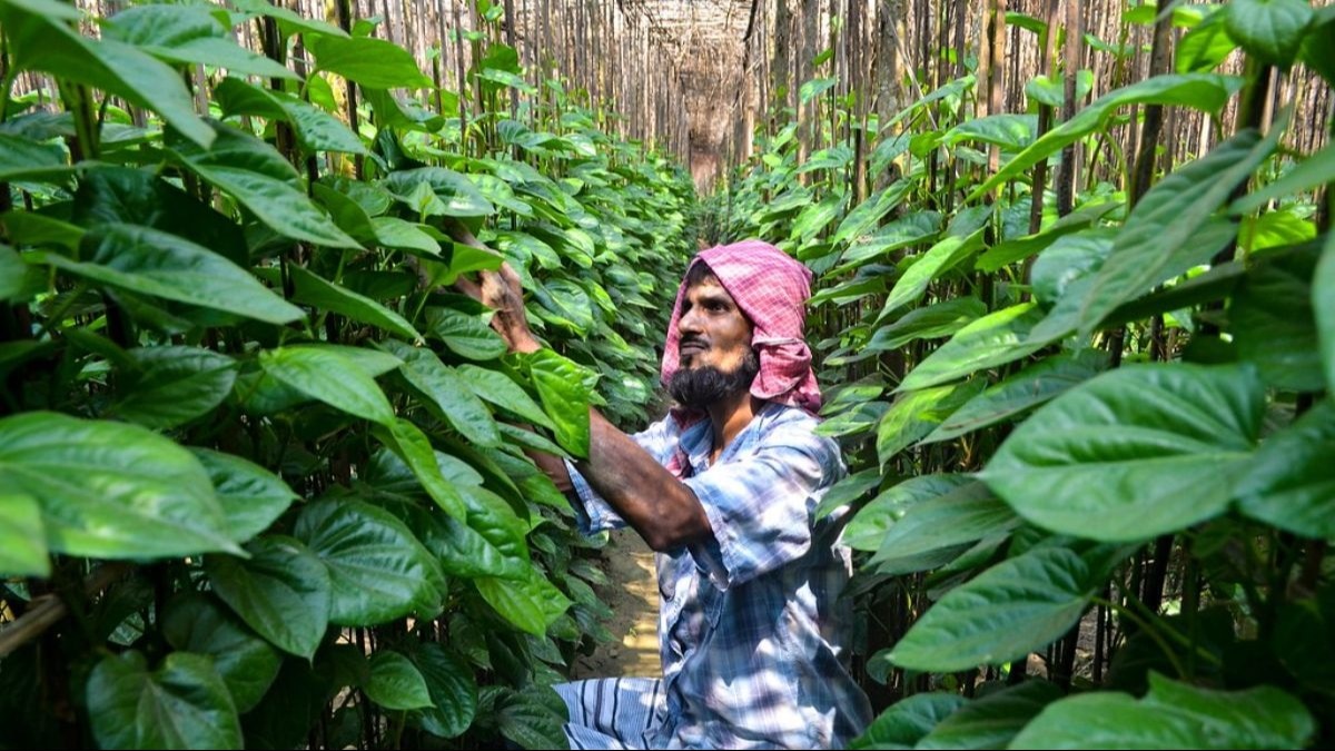 पान की खेती के लिए खतरनाक है ये रोग