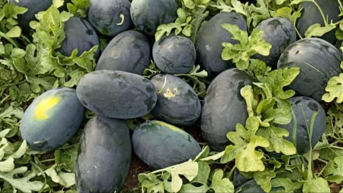 तरबूज की खेती