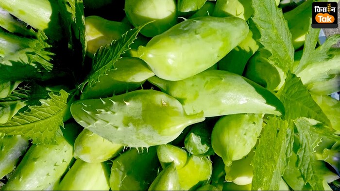 जानिए राम करेला सब्जी के बारे में