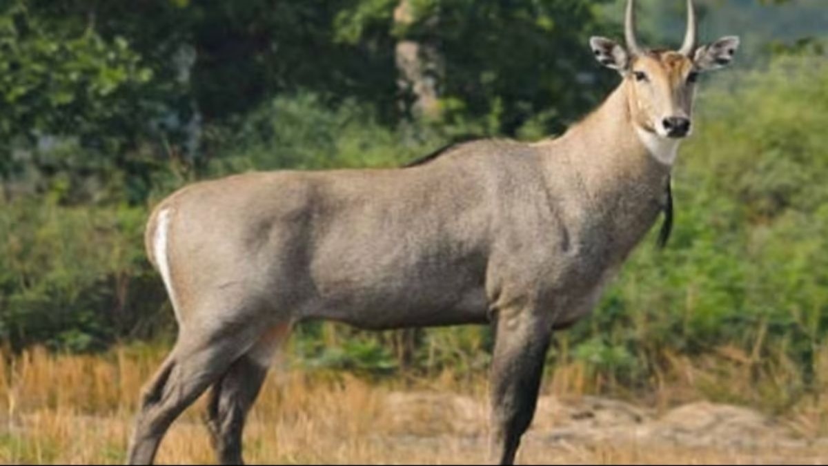 200 रुपये की इस मशीन से फसल रहेगी सुरक्षित, खेत के आसपास भी नहीं भटकेगी नीलगाय