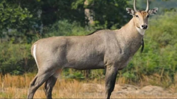 नीलगाय से फसल को कैसे बचाएं. (सांकेतिक फोटो)