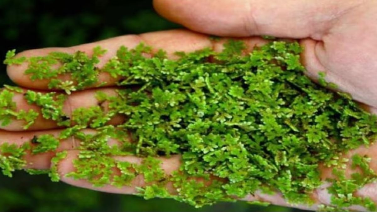 अजोला घास