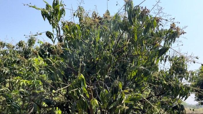 बिहार में ठंड का कहर जारी, लीची और आम में बढ़ा इन रोगों का प्रकोप