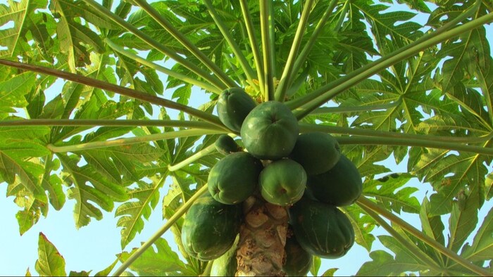 पपीते में ऐसे दूर करें कुपोषण की कमी