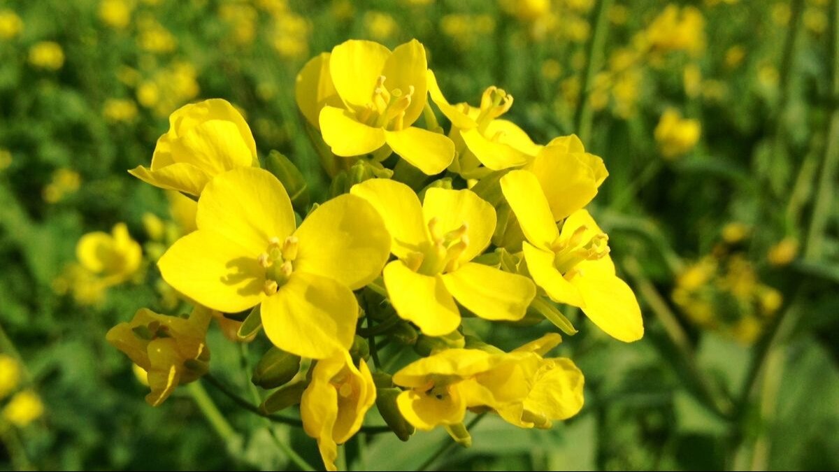 Agriculture in February: फरवरी माह में करें ये कृषि कार्य, बढ़ेगा उत्पादन, मिलेगा मुनाफा