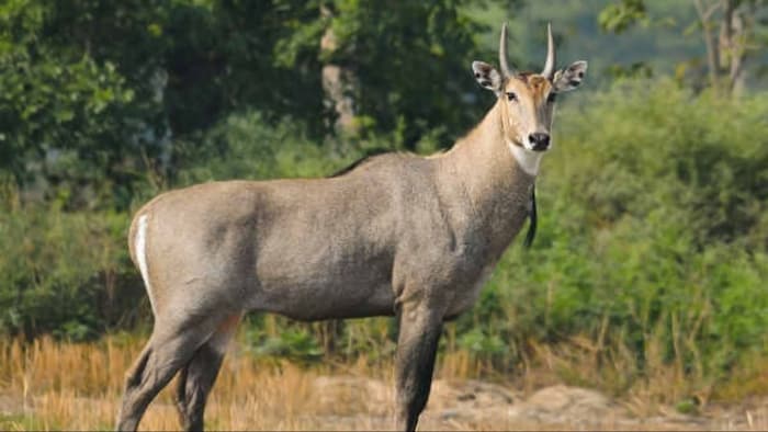 बस एक पुरानी साड़ी करेगी नीलगाय के आतंक का खात्मा