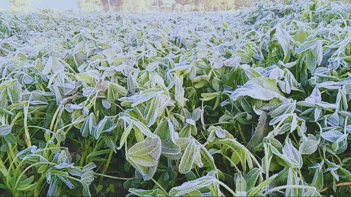Frost Attack: सावधान! पाला पड़ने पर किसान ये काम बिल्कुल न करें, फसलों पर लग सकते हैं कई रोग