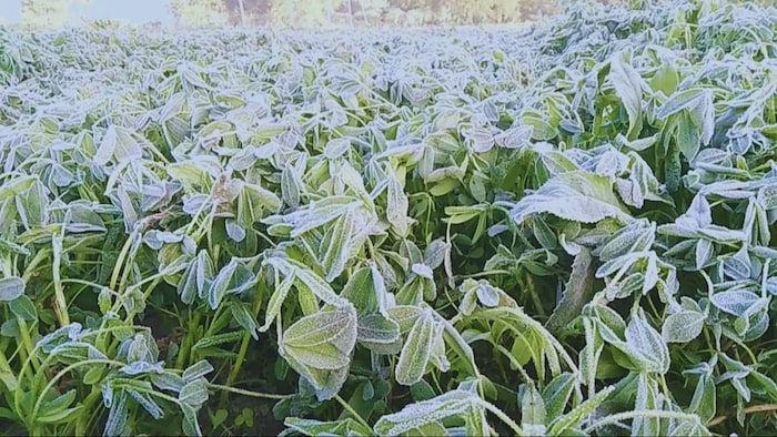 सावधान! पाला पड़ने पर किसान ये काम बिल्कुल न करें