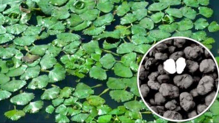 बिहार के किसान ने सिंघाड़े की खेती में किया बड़ा नाम