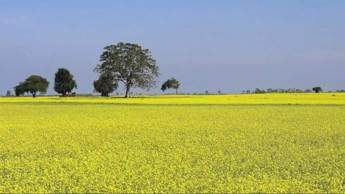 सरसों की खेती का दायरा बढ़ना भारत के लिए राहत की बात.