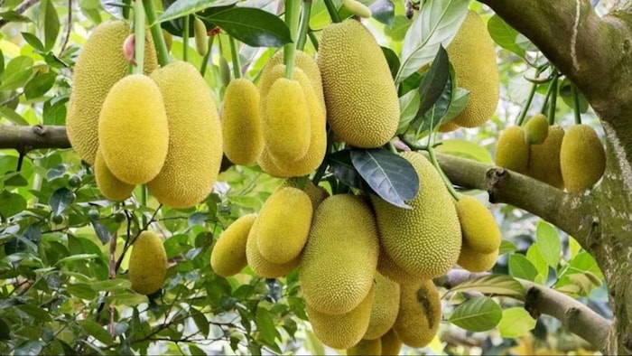 कटहल दे सकता है 10 लाख रुपये की कमाई