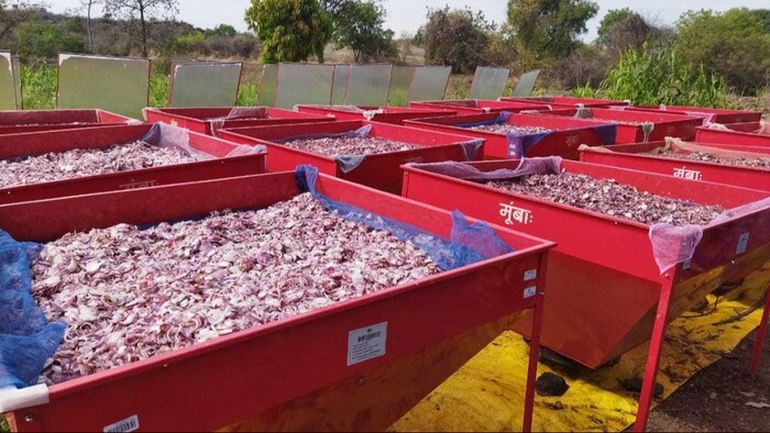 प्याज को नुकसान से बचाने के लिए उसे सुखाकर और चूर्ण बनाकर उपयोग कर सकते हैं ( Photo kisan tak)