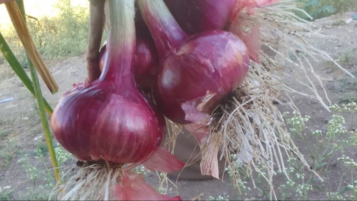 प्याज की खेती