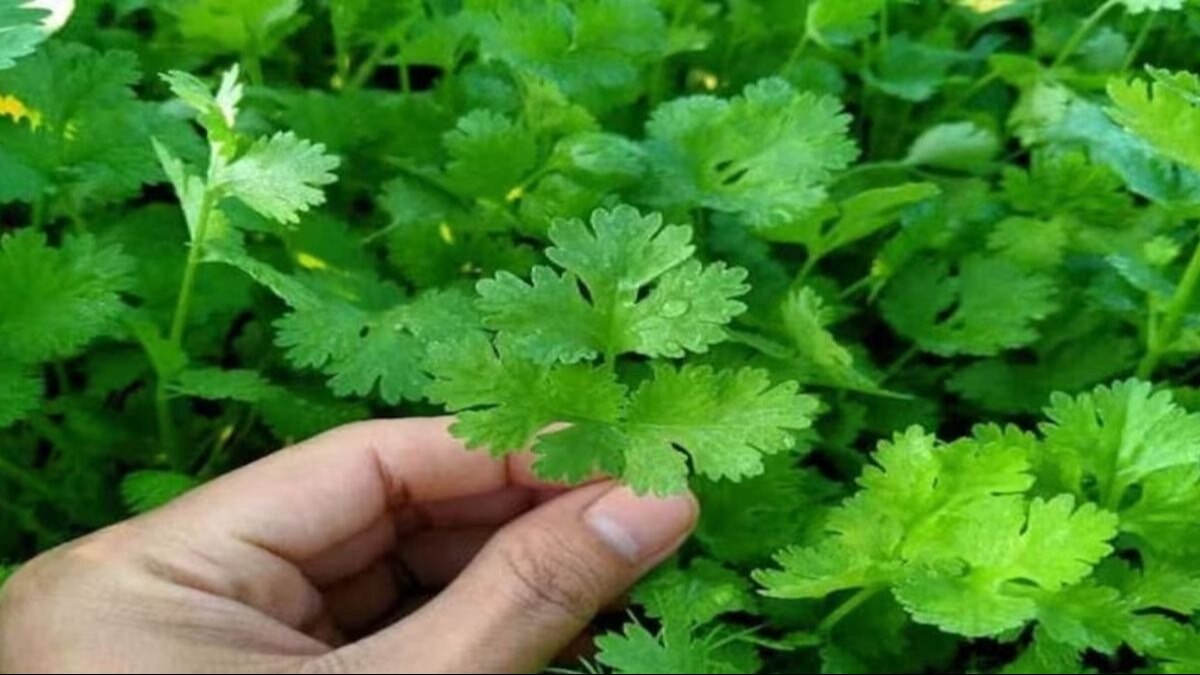 Coriander Price: धनिया के दाम में भारी ग‍िरावट, स‍िर्फ 5 से 10 रुपये क‍िलो रह गया दाम 