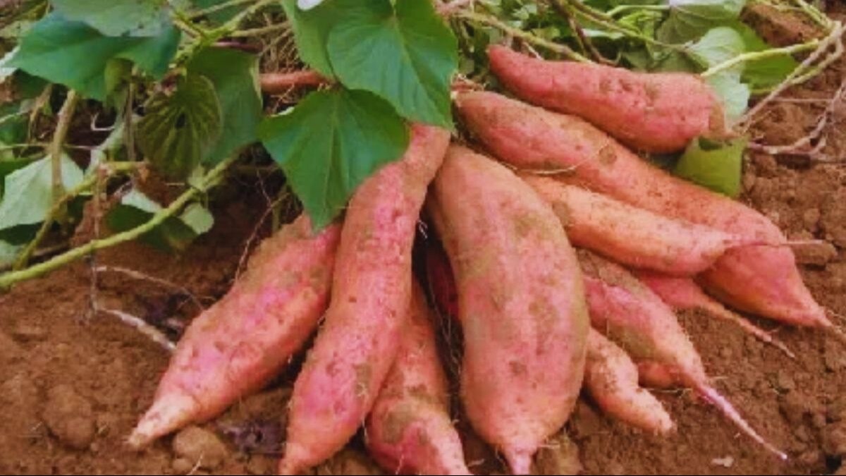 घर बैठे मंगवाएं शकरकंद की बेहतर किस्म के बीज