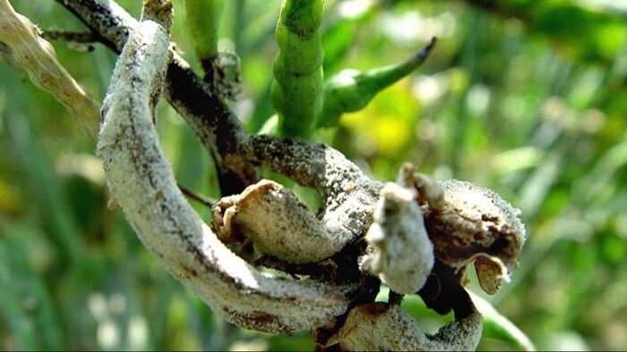 अगर सरसों में लग गई है सफेद रोली रोग, तो किसान अपनाएं ये रामबाण इलाज