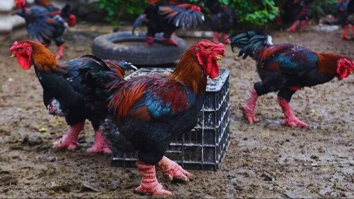 ये है दुनिया का सबसे अनोखा मुर्गा, पैर लगते हैं मानों कोई ईंट