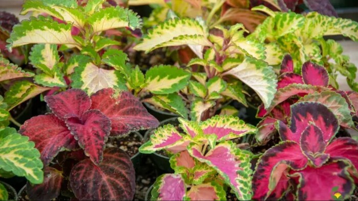 कई बीमारियों के लिए फायदेमंद हैं ये सजावटी पौधा