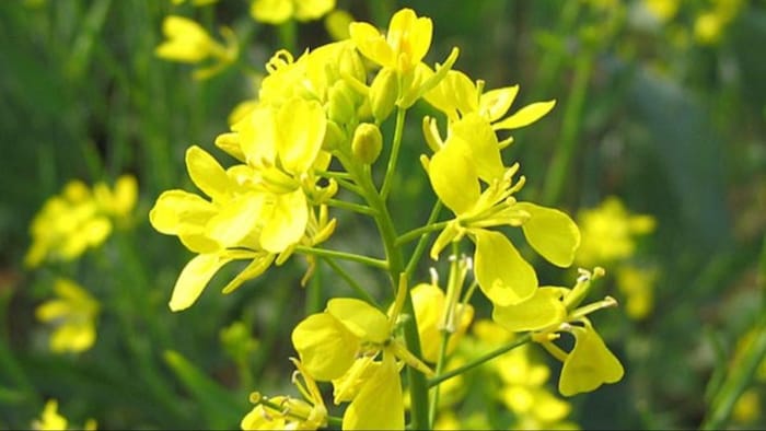 सरसों की फसल के लिए घातक है ये चार रोग